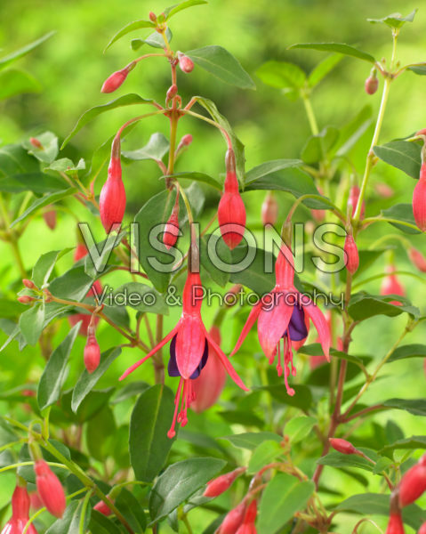 Fuchsia Tom Thumb Fuchsia Tom Thumb