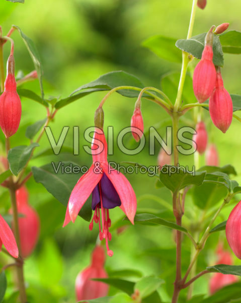 Fuchsia Tom Thumb Fuchsia Tom Thumb