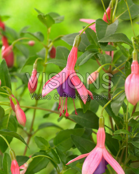 Fuchsia Fuchsia