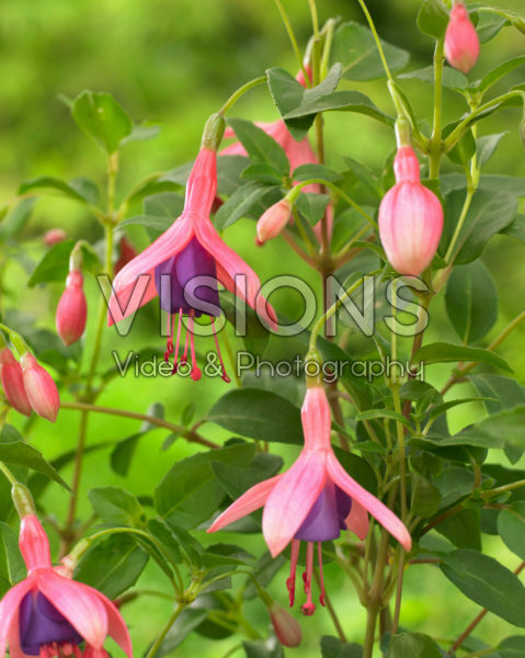 Fuchsia