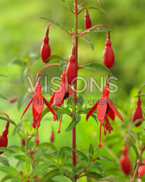 Fuchsia David Fuchsia David