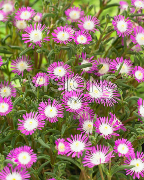 Delosperma floribundum Starburst Delosperma floribundum Starburst