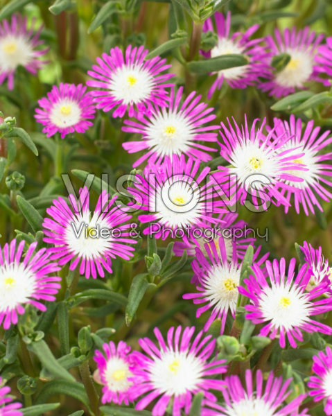 Delosperma floribundum Starburst Delosperma floribundum Starburst