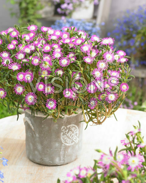 Delosperma floribundum Starburst Delosperma floribundum Starburst