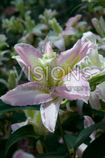 Lilium Soft Music Lilium Soft Music