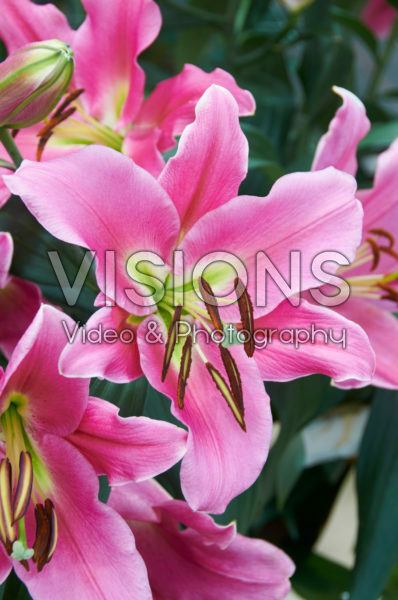 Lilium Guardia