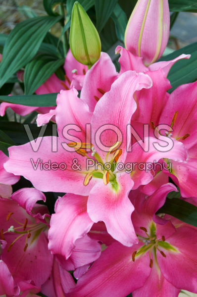Lilium Praiano Lilium Praiano