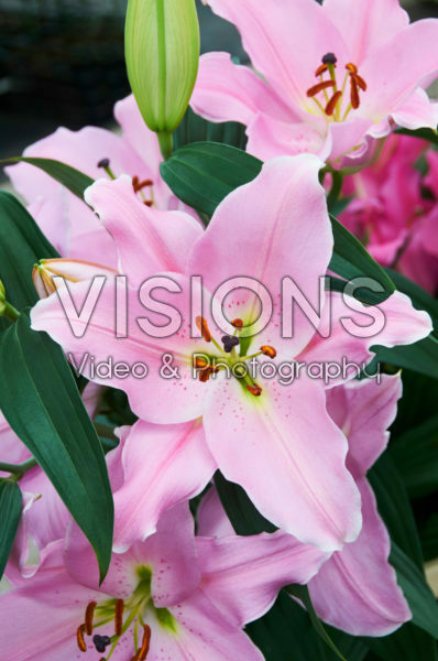 Lilium Emani Lilium Emani