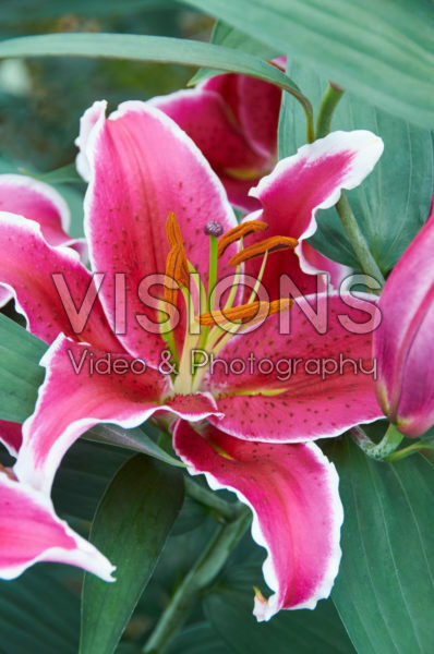 Lilium Curie Lilium Curie