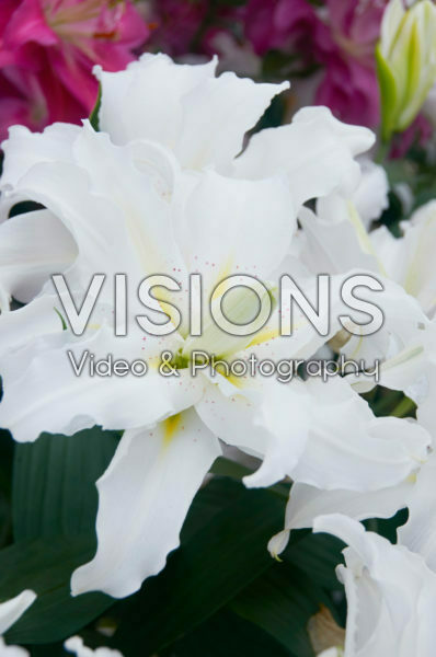 Lilium Twinkling Star