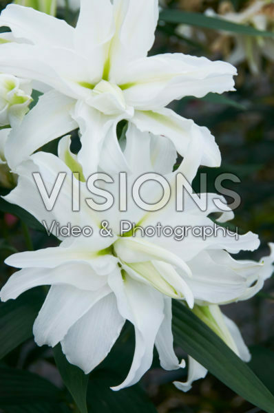 Lilium My Wedding Lilium My Wedding