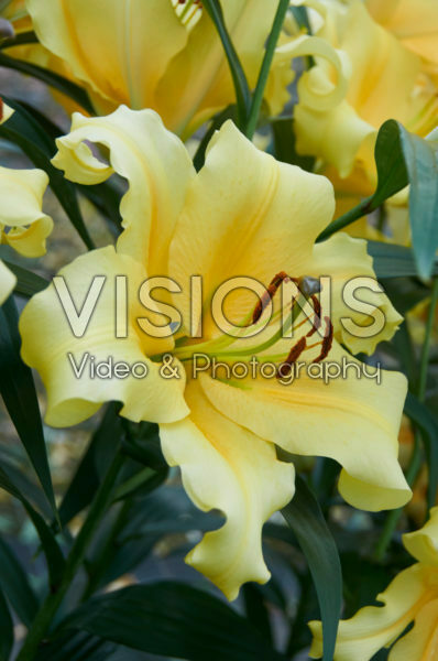 Lilium Zirconia Lilium Zirconia