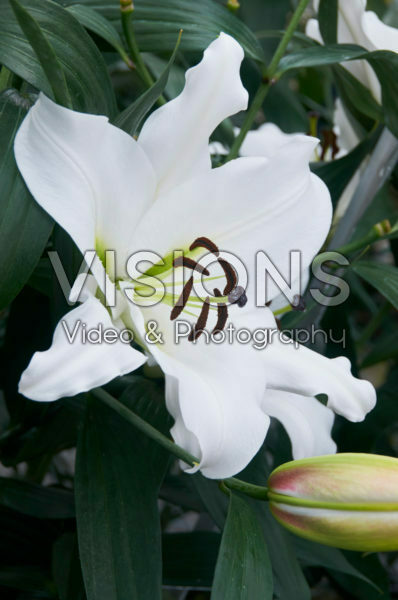 Lilium Tuparro Lilium Tuparro