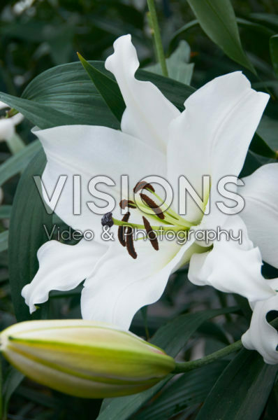 Lilium Tuparro