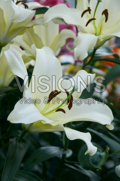 Lilium Soraya Lilium Soraya