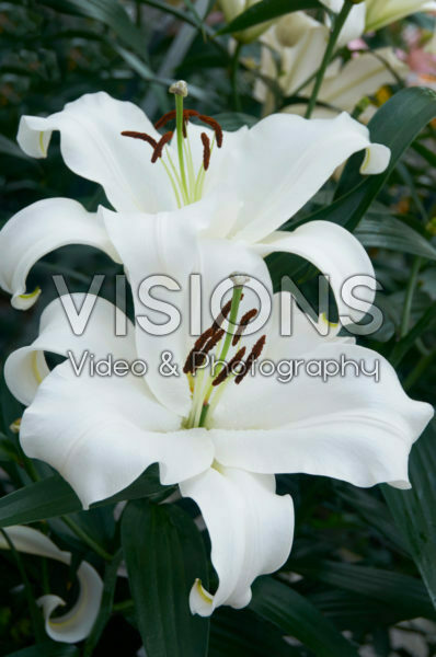 Lilium Monte Bianco Lilium Monte Bianco