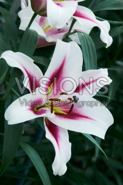 Lilium Gaucho Lilium Gaucho