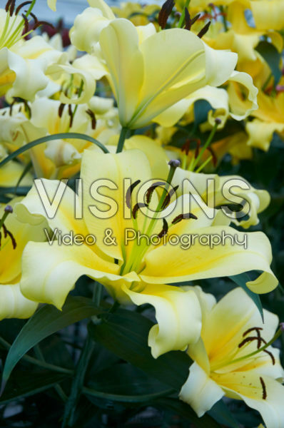 Lilium Catina Lilium Catina