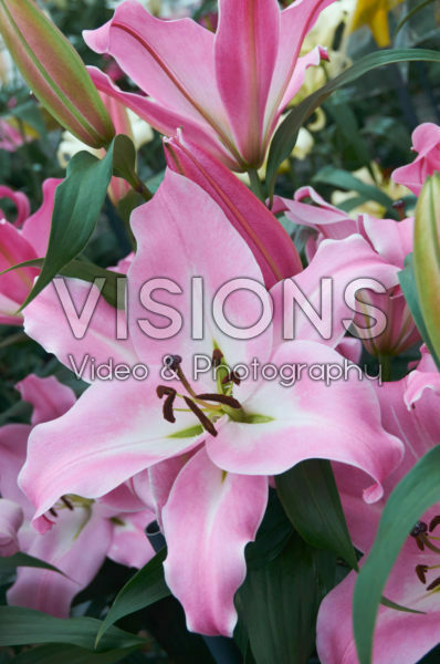 Lilium Arluno Lilium Arluno