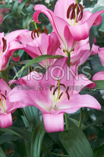 Lilium Essence Lilium Essence