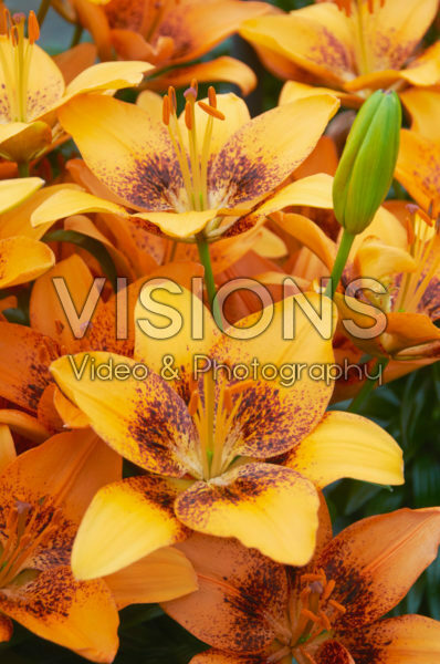 Lilium Teresina Lilium Teresina