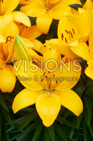 Lilium Tarsia Lilium Tarsia