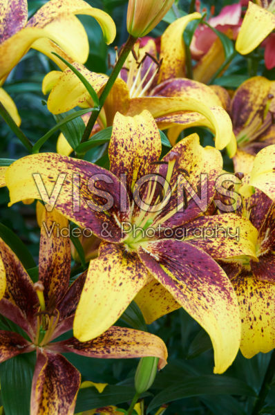 Lilium Graffity®