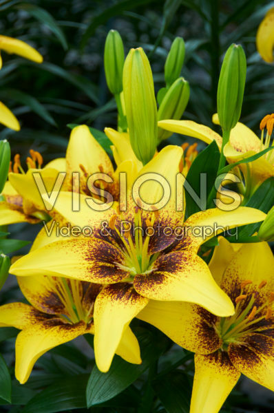 Lilium Yellow Pixels Lilium Yellow Pixels