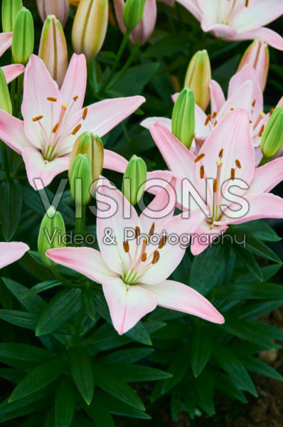 Lilium Sorocaba Lilium Sorocaba