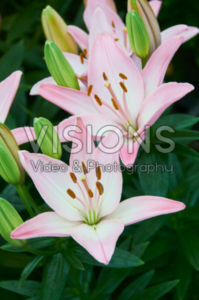 Lilium Sorocaba Lilium Sorocaba
