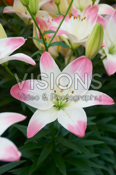 Lilium Sugar Love