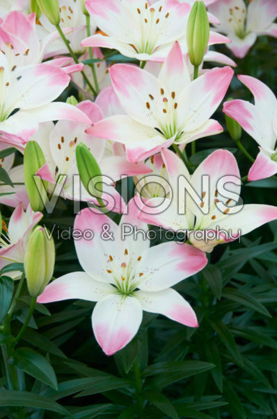 Lilium Sugar Love Lilium Sugar Love
