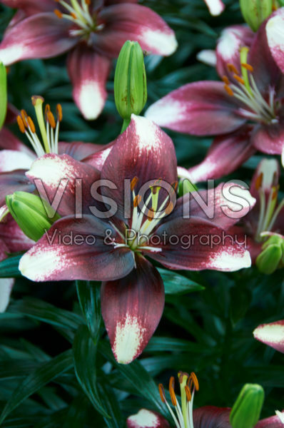 Lilium Push Off