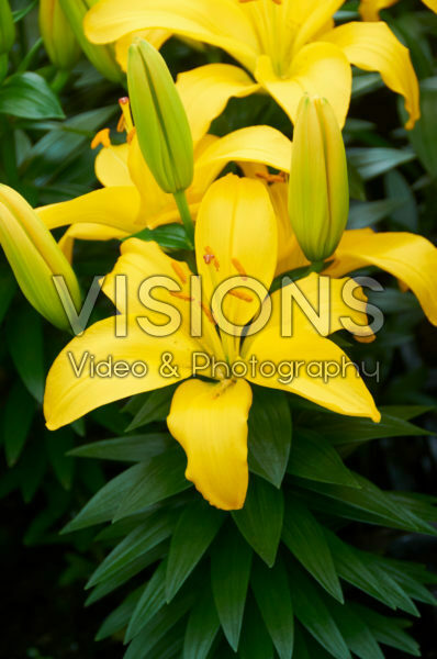 Lilium Rio de Janeiro Lilium Rio de Janeiro