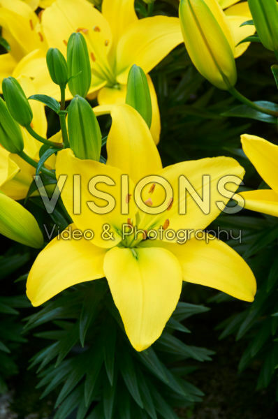Lilium Roncone