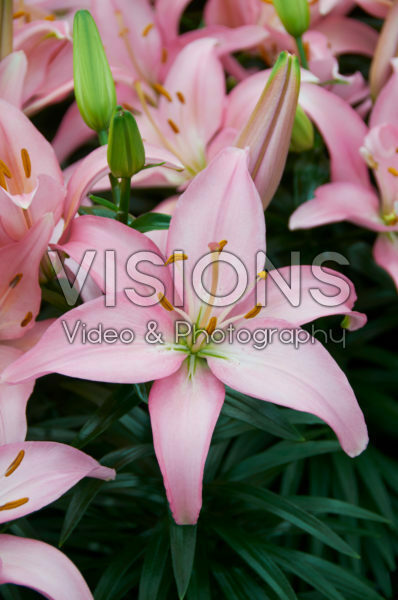 Lilium Silla Lilium Silla