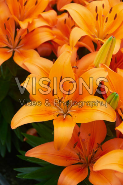 Lilium Orange Matrix Lilium Orange Matrix