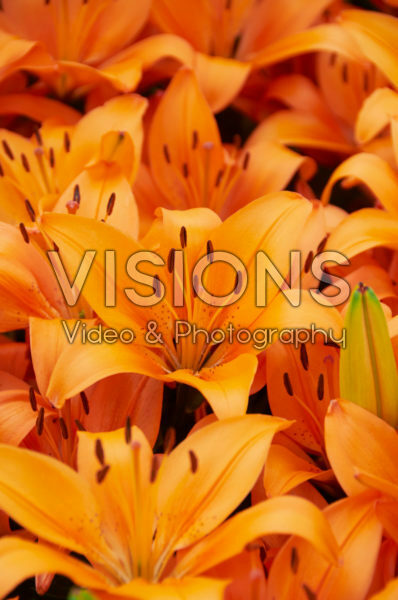 Lilium Orange Matrix Lilium Orange Matrix