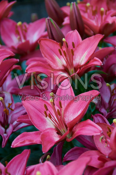 Lilium Poppi Lilium Poppi