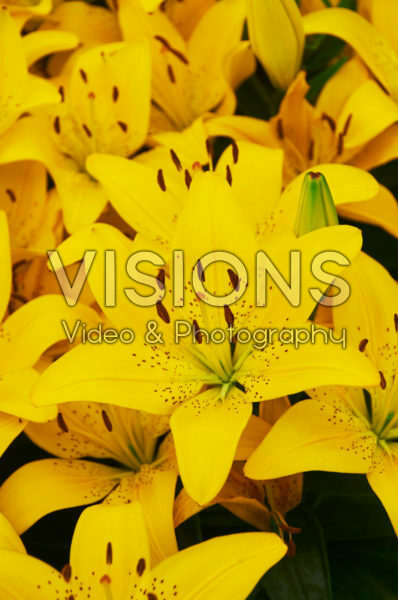 Lilium Golden Matrix