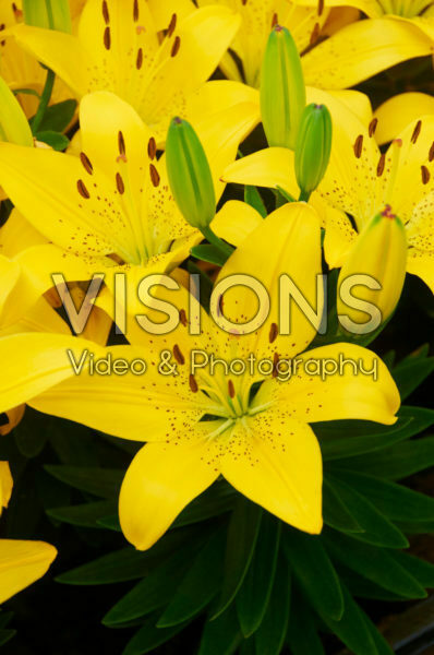 Lilium Golden Matrix