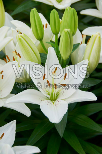 Lilium Belem