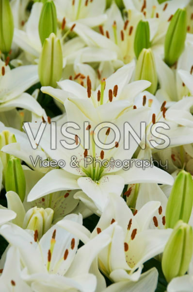 Lilium Belem Lilium Belem