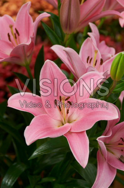 Lilium Tirreno
