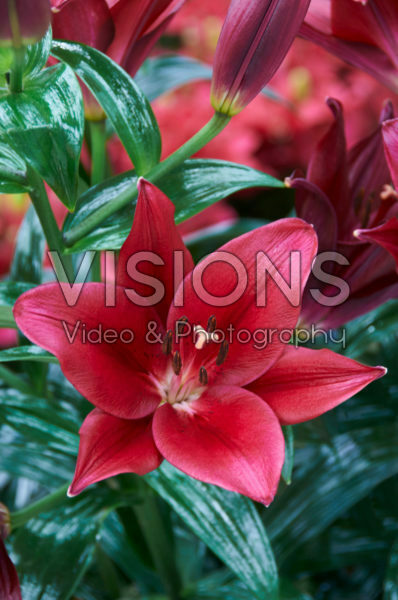 Lilium Maywonder