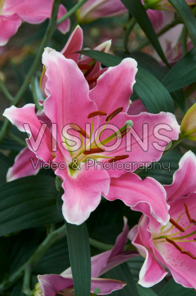Lilium Binasco