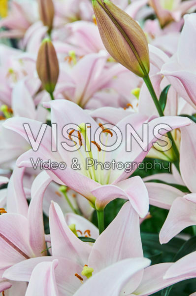 Lilium Party Diamond Lilium Party Diamond