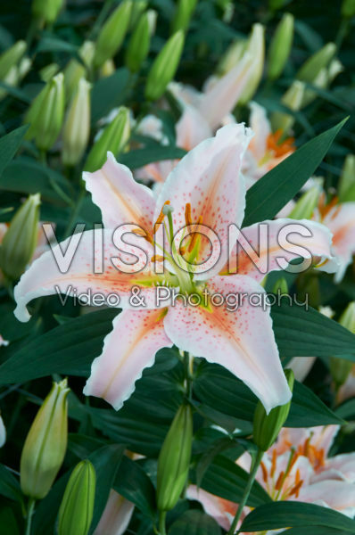 Lilium Salmon Star Lilium Salmon Star