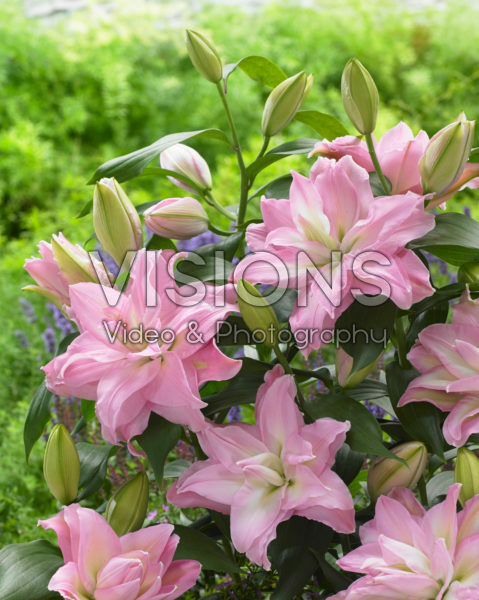 Roselily Editha®