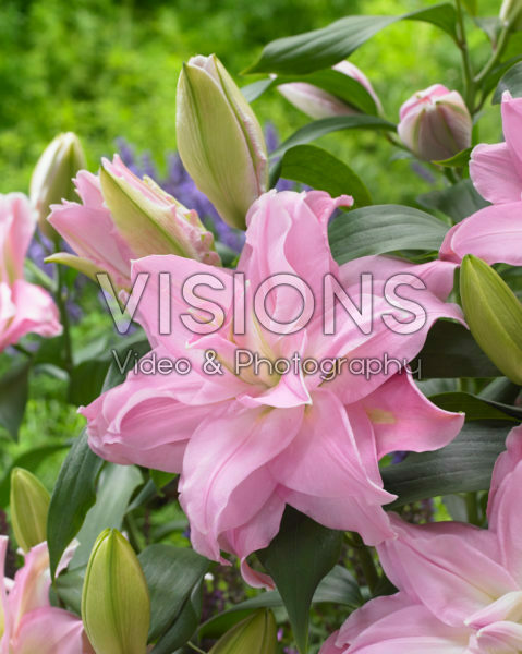Roselily Editha® Roselily Editha®